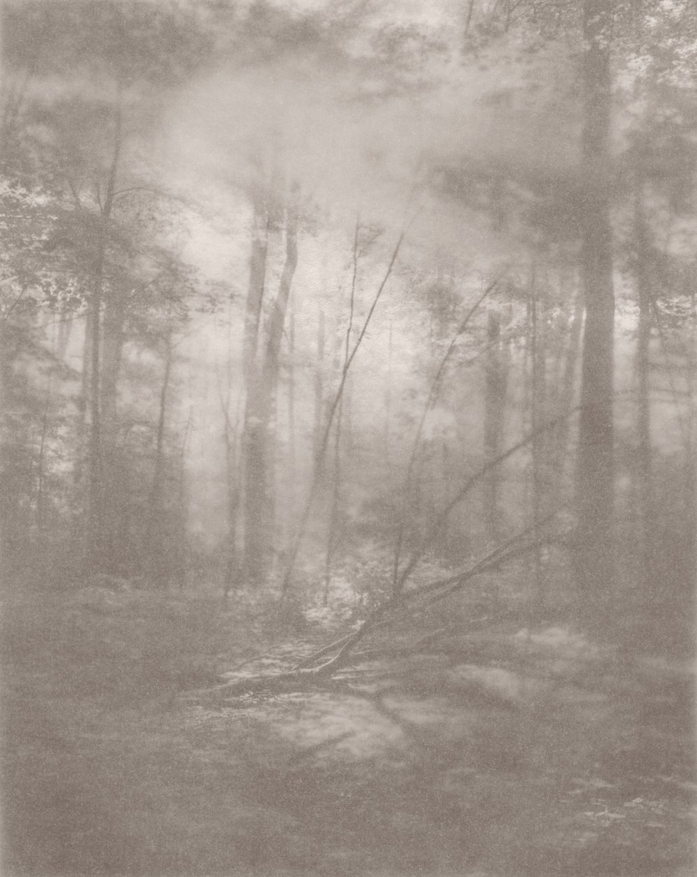 Mistige jungle 2 door Florent Bodart