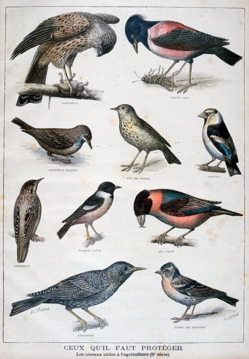 Vogels die beschermd zijn en nuttig in de landbouw door Fortuné Méaulle