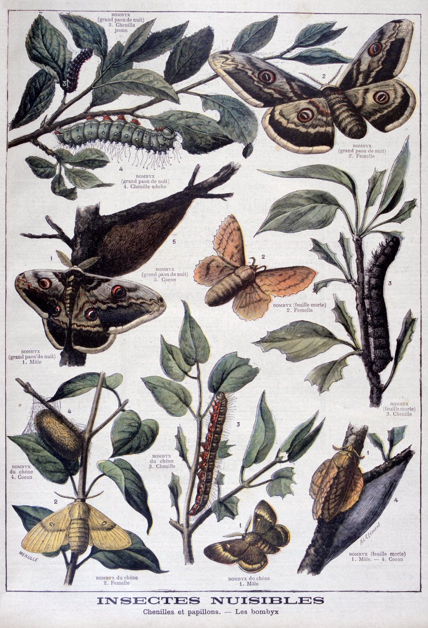 Schadelijke insecten: rupsen, vlinders en motten, 1897 door Fortuné Méaulle