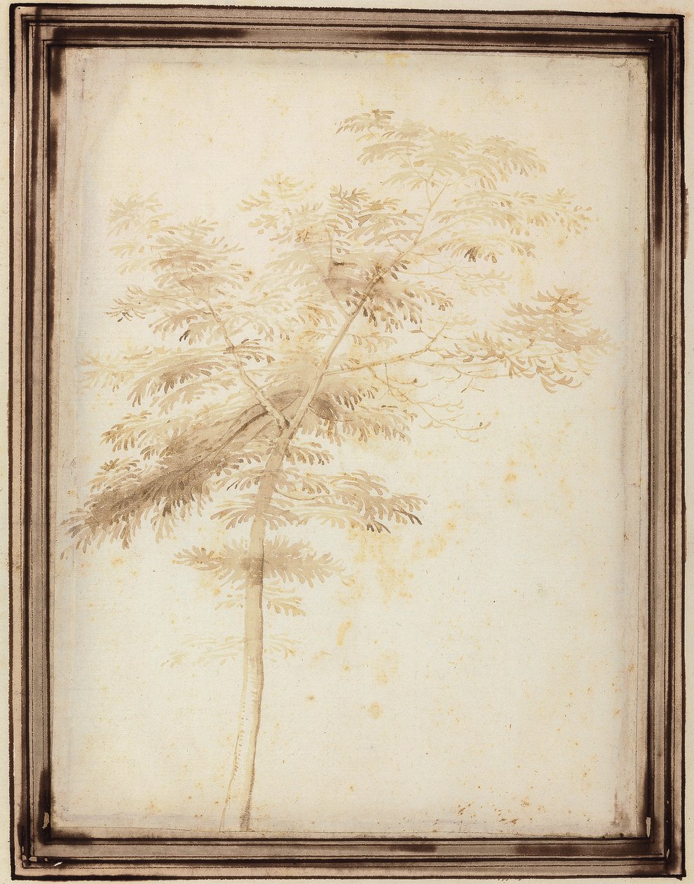 Een Studie van een Boom door Fra Bartolomeo