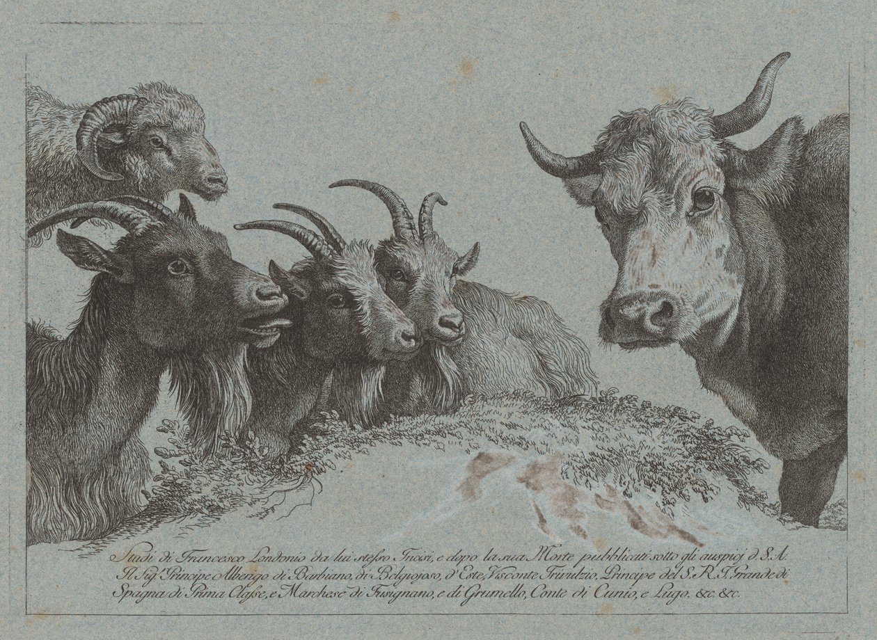 Studie van hoofden: drie geiten, een os en een ram, gepubliceerd ca. 1783 door Francesco Londonio