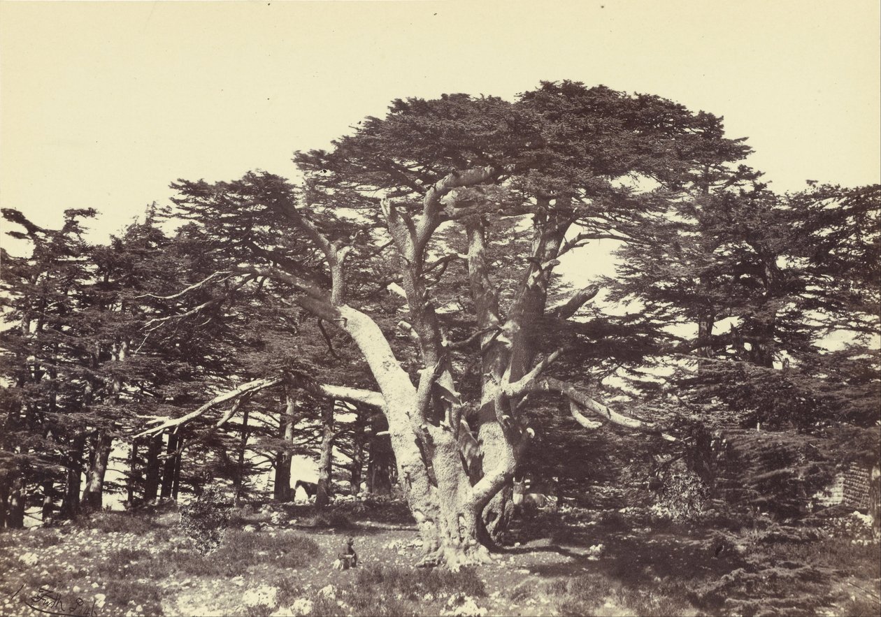 De Grootste van de Ceders, Berg Libanon door Francis Frith