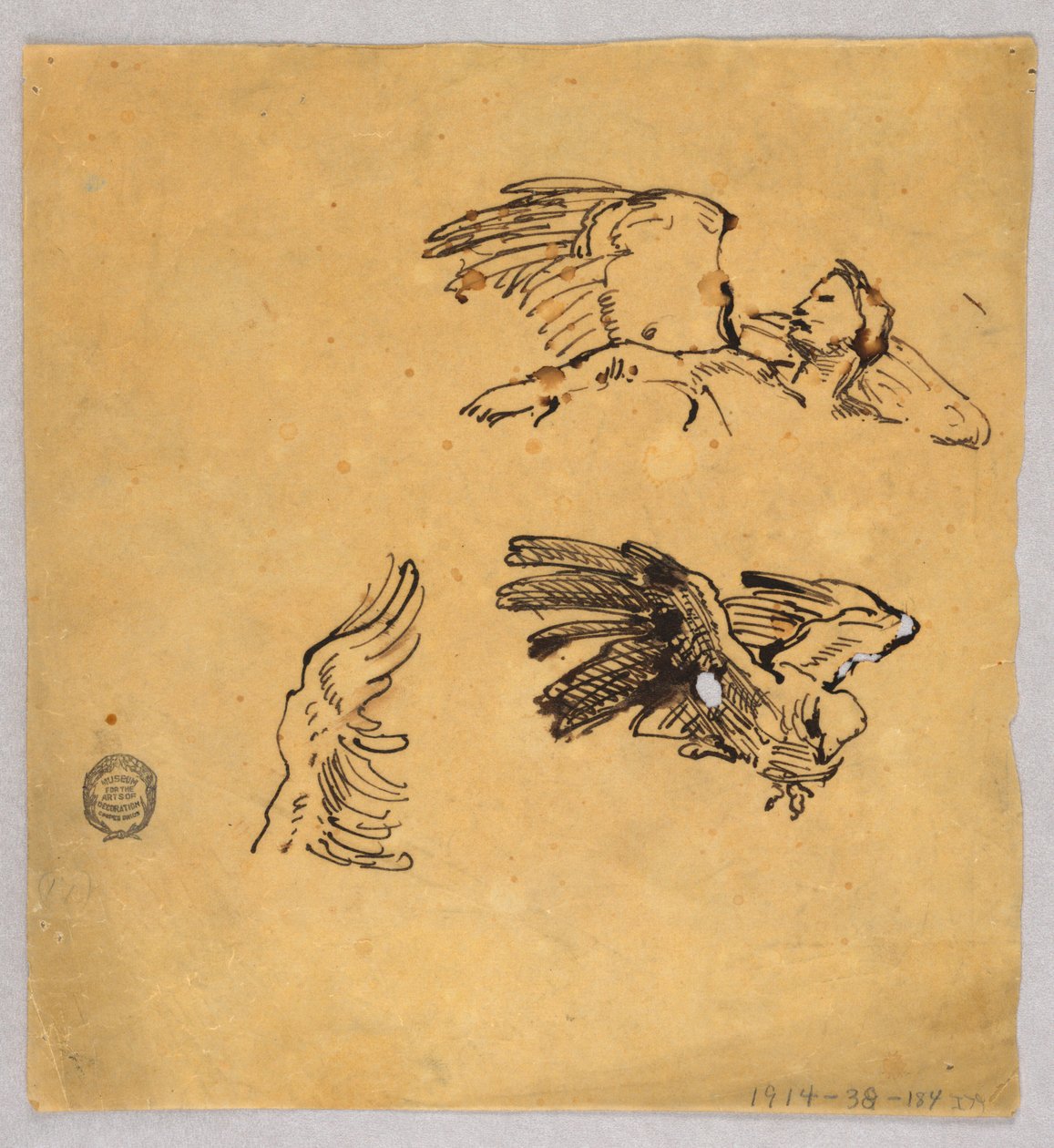Studies van Vleugels door Francis Augustus Lathrop