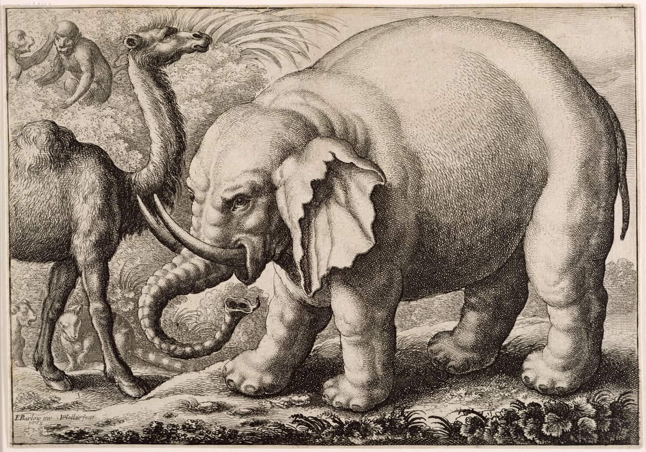 Een olifant en een kameel, gegraveerd door Wenceslaus Hollar (1607-77) 1663 door Francis Barlow