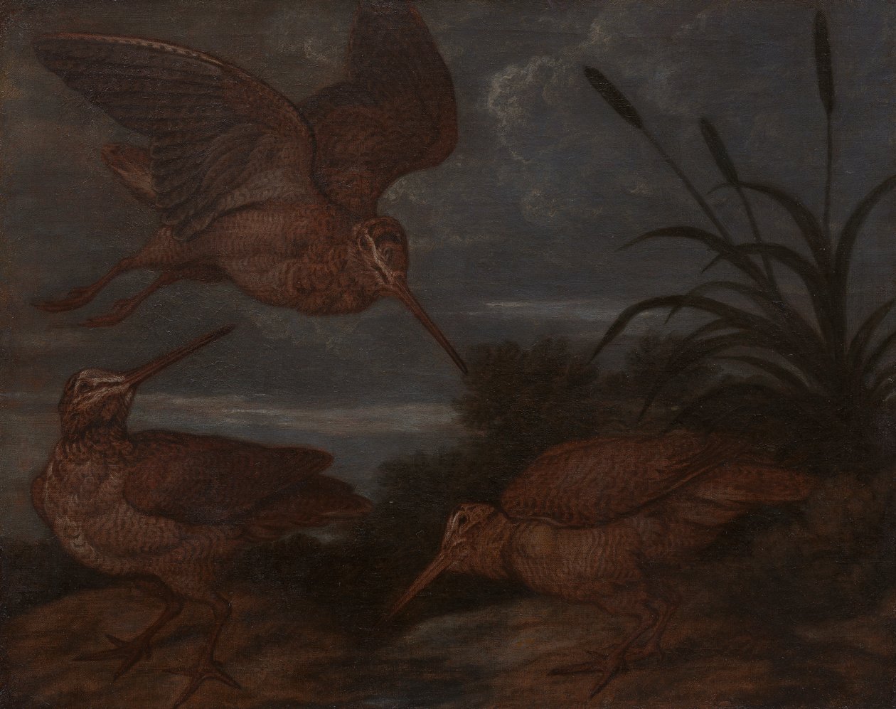 Houtsnip bij Schemering door Francis Barlow