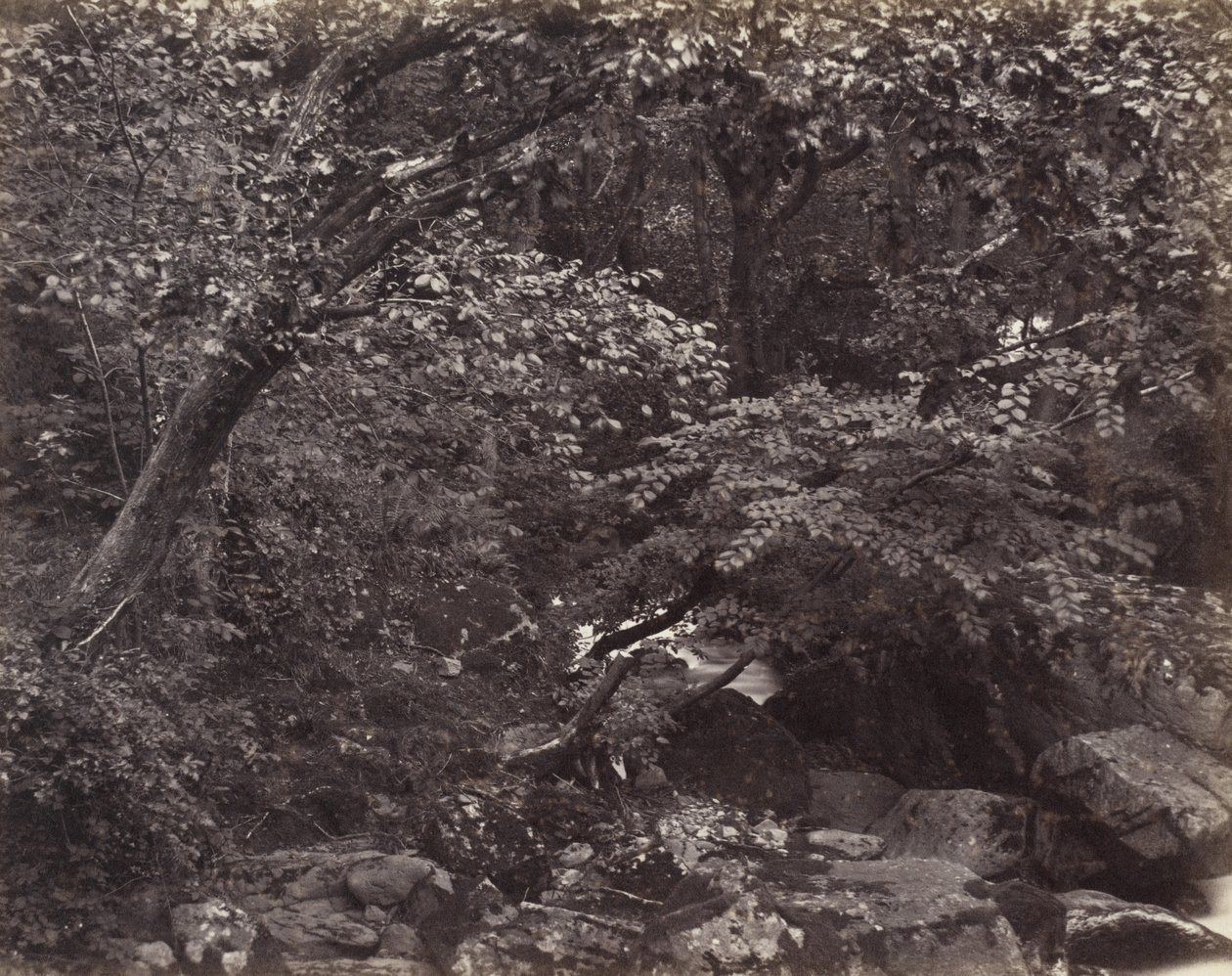 Glen bij Lynmouth door Francis Frith