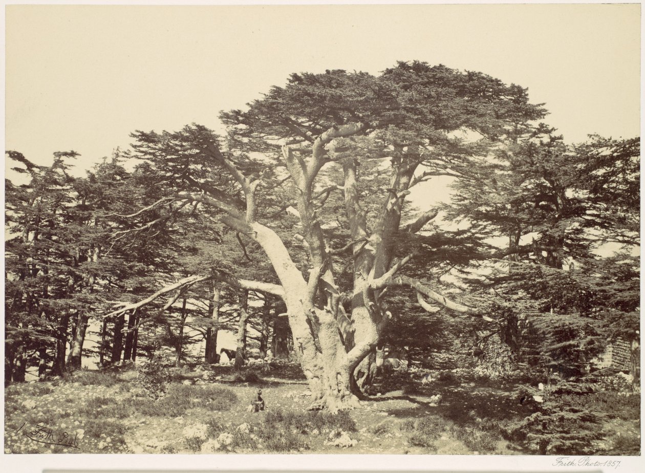 De grootste van de ceders, berg Libanon door Francis Frith