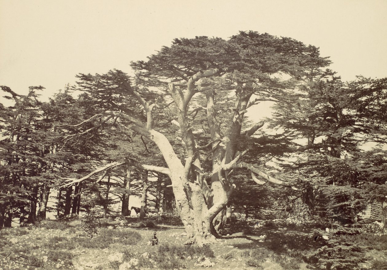 De grootste van de ceders, Mount Libanon, 1857 door Francis Frith