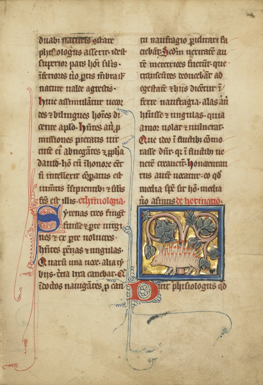 Een egel uit een bestiarium Ms Ludwig XV 4, fol. 82, c.1280-1300 door Franco Flemish School