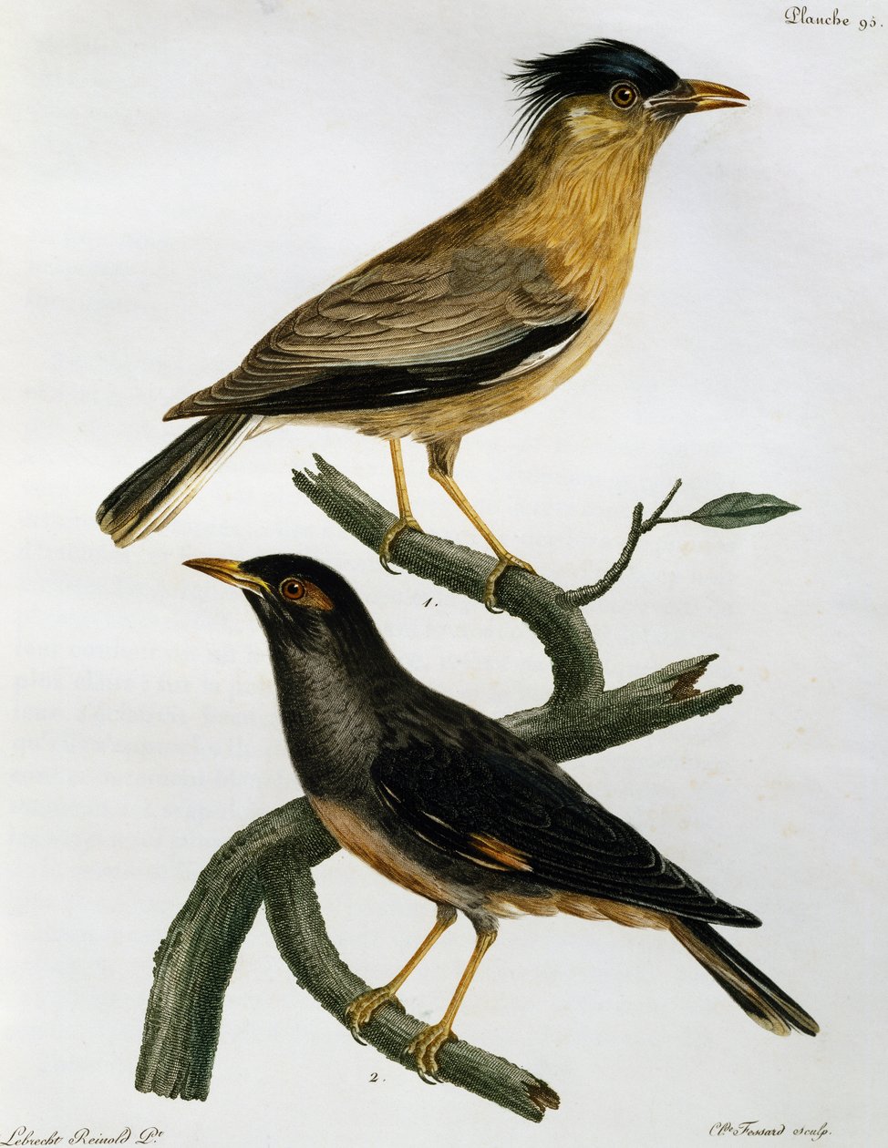 Brahmaanse Spreeuw (Sturnus pagodarum) en, hieronder, Bankmyna (Acridotheres ginginianus), gravure uit Histoire Naturelle des Oiseaux d