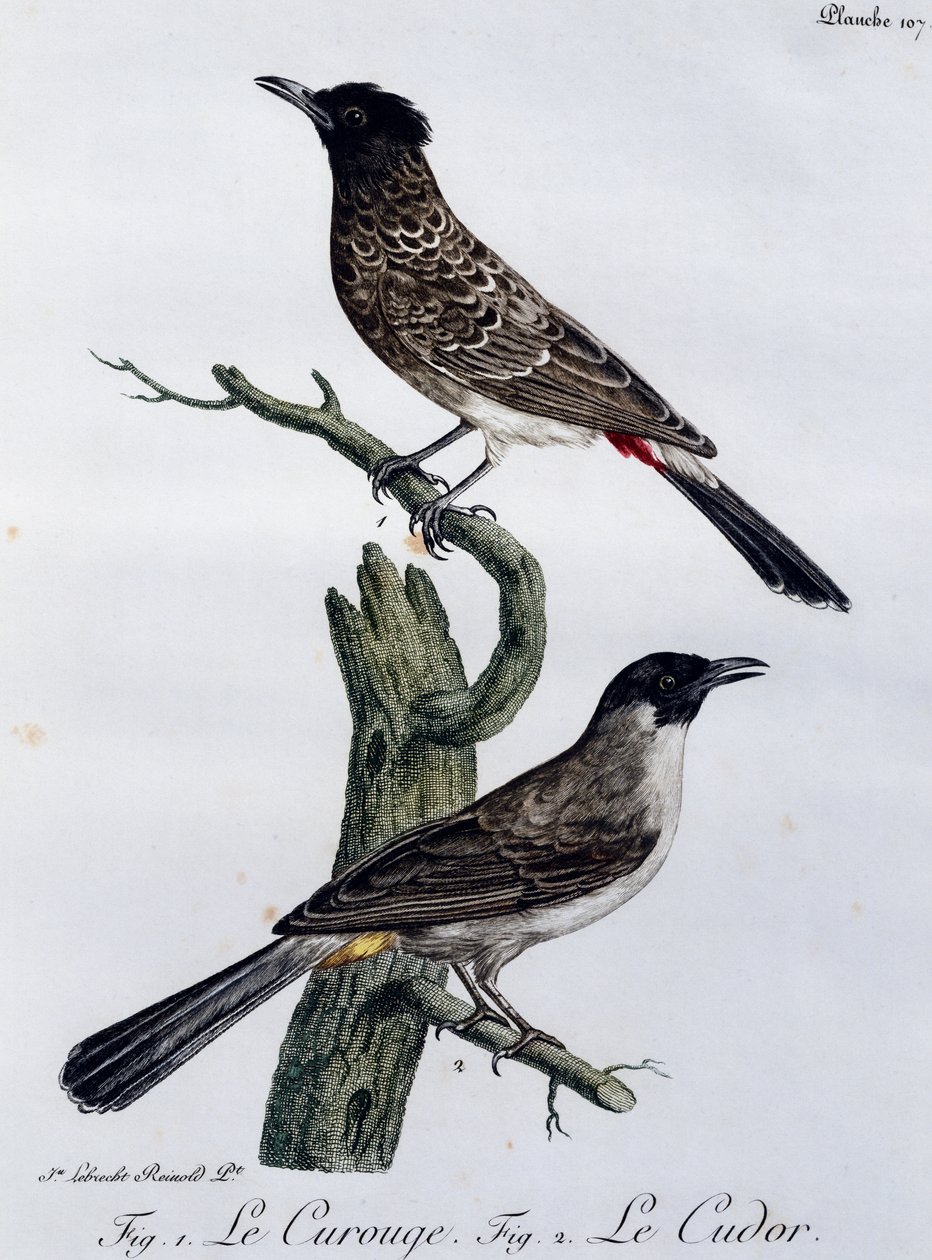 Kaapse Buulbuul (Pycnonotus capensis) en, hieronder, Tuinbuulbuul (Pycnonotus barbatus), gravure uit Histoire Naturelle des Oiseaux d
