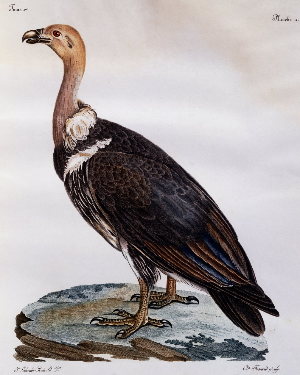 Onvolwassen Kaapse Gier (Gyps coprotheres), gravure uit Histoire Naturelle des Oiseaux d