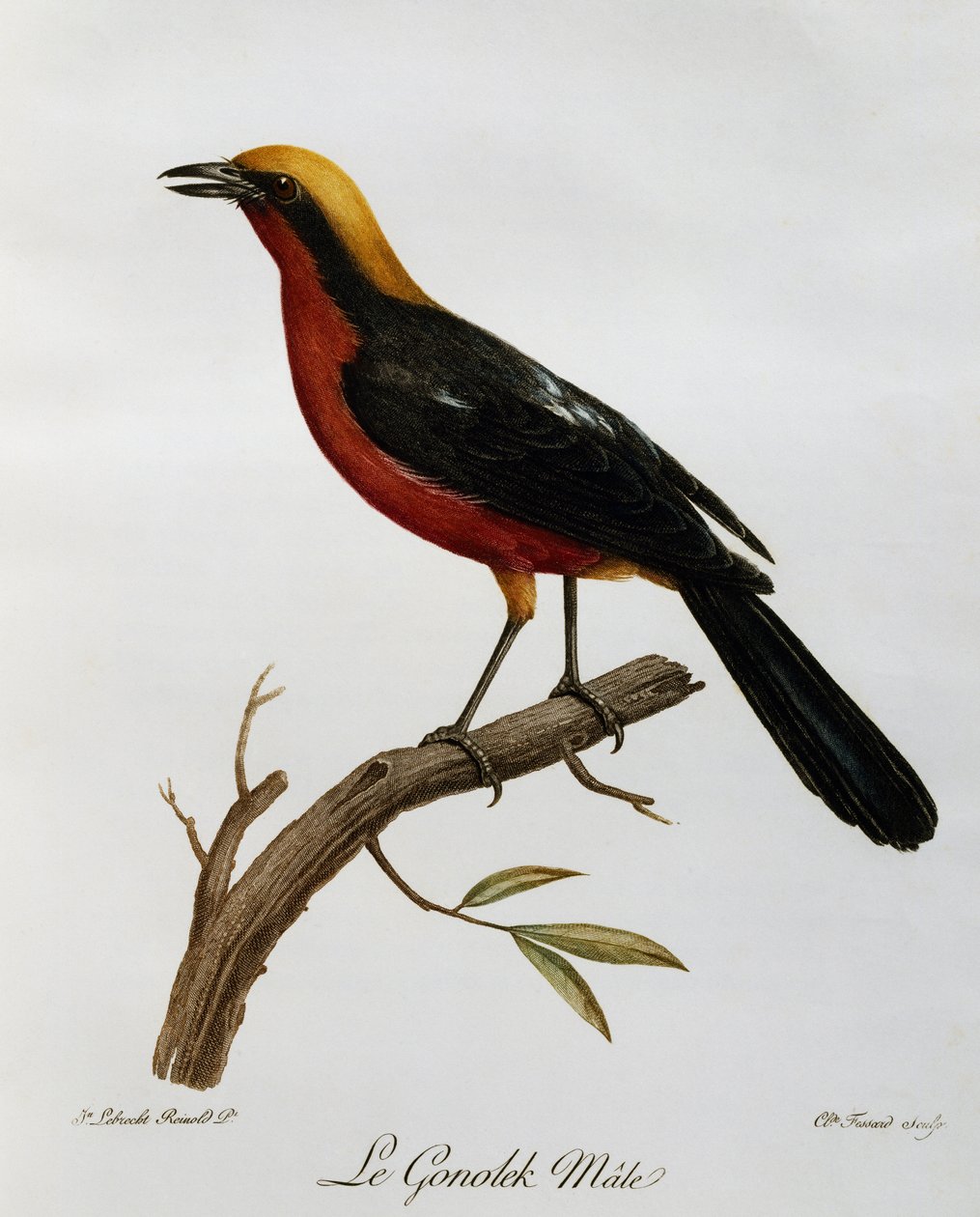 Mannelijke Gewone Gonolek (Laniarius barbarus), gravure uit Histoire Naturelle des Oiseaux d