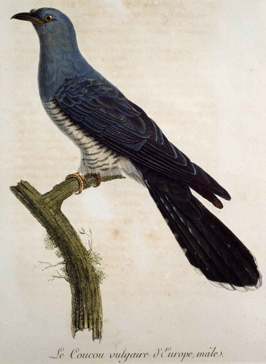 Mannelijke Europese koekoek, gravure uit Histoire Naturelle des Oiseaux d