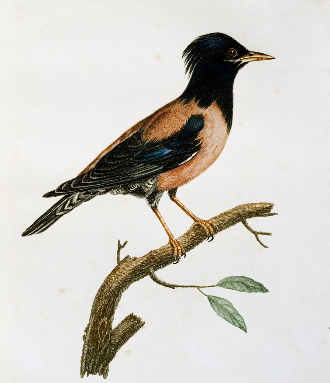 Mannelijke Roze Spreeuw (Sturnus roseus), gravure uit Histoire Naturelle des Oiseaux d