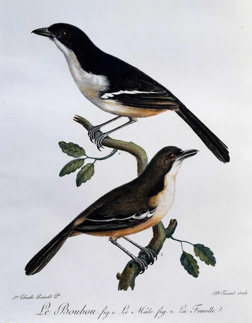 Mannetje en vrouwtje van de Zuidelijke Boubou (Laniarius ferrugineus), gravure uit Histoire Naturelle des Oiseaux d