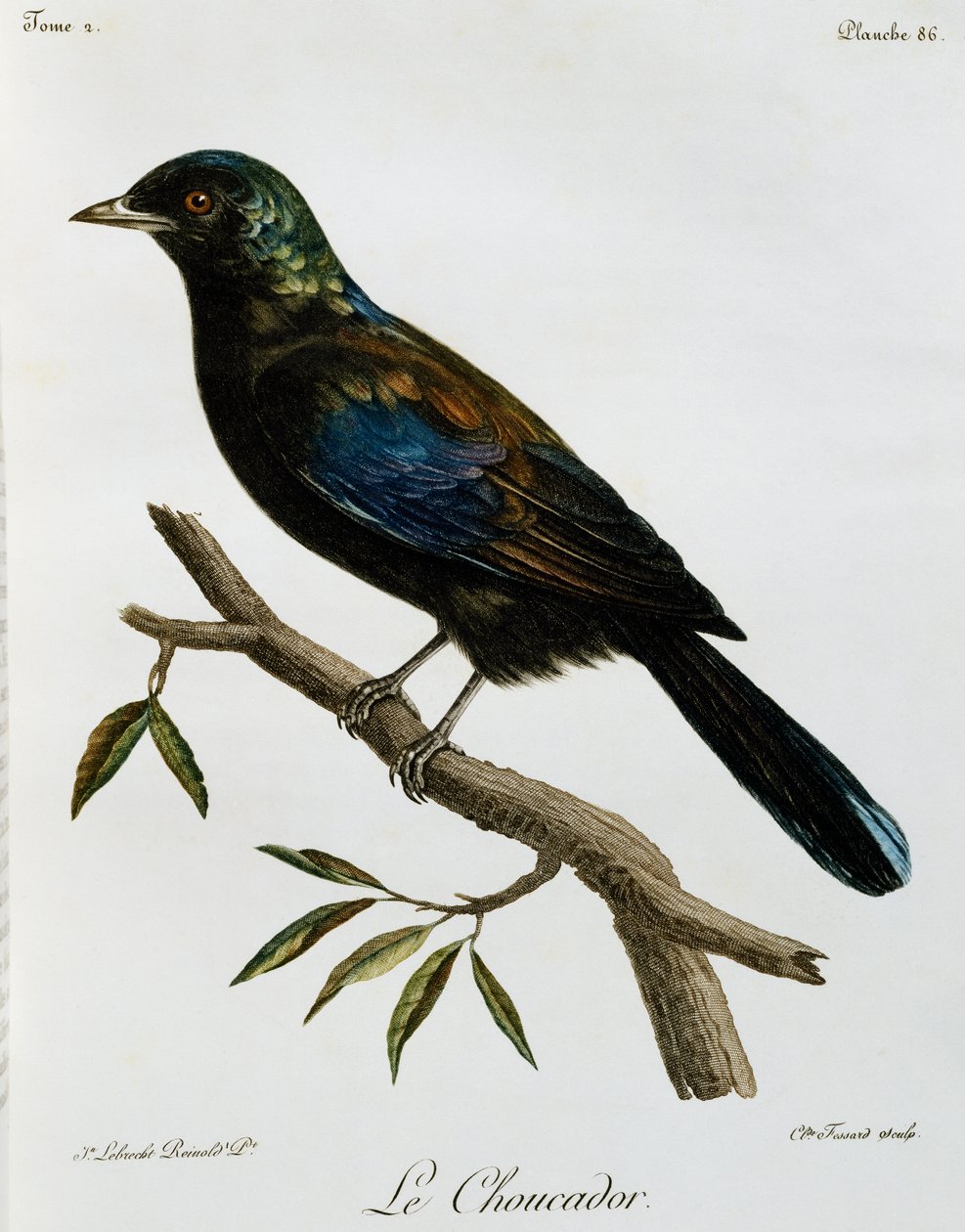 Principe Glansspreeuw (Lamprotornis ornatus), gravure uit Histoire Naturelle des Oiseaux d