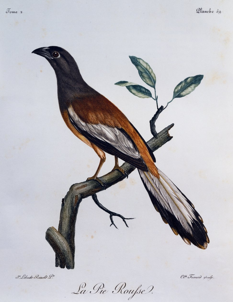 Roodbuikboompieper (Dendrocitta vagabunda), gravure uit Histoire Naturelle des Oiseaux d