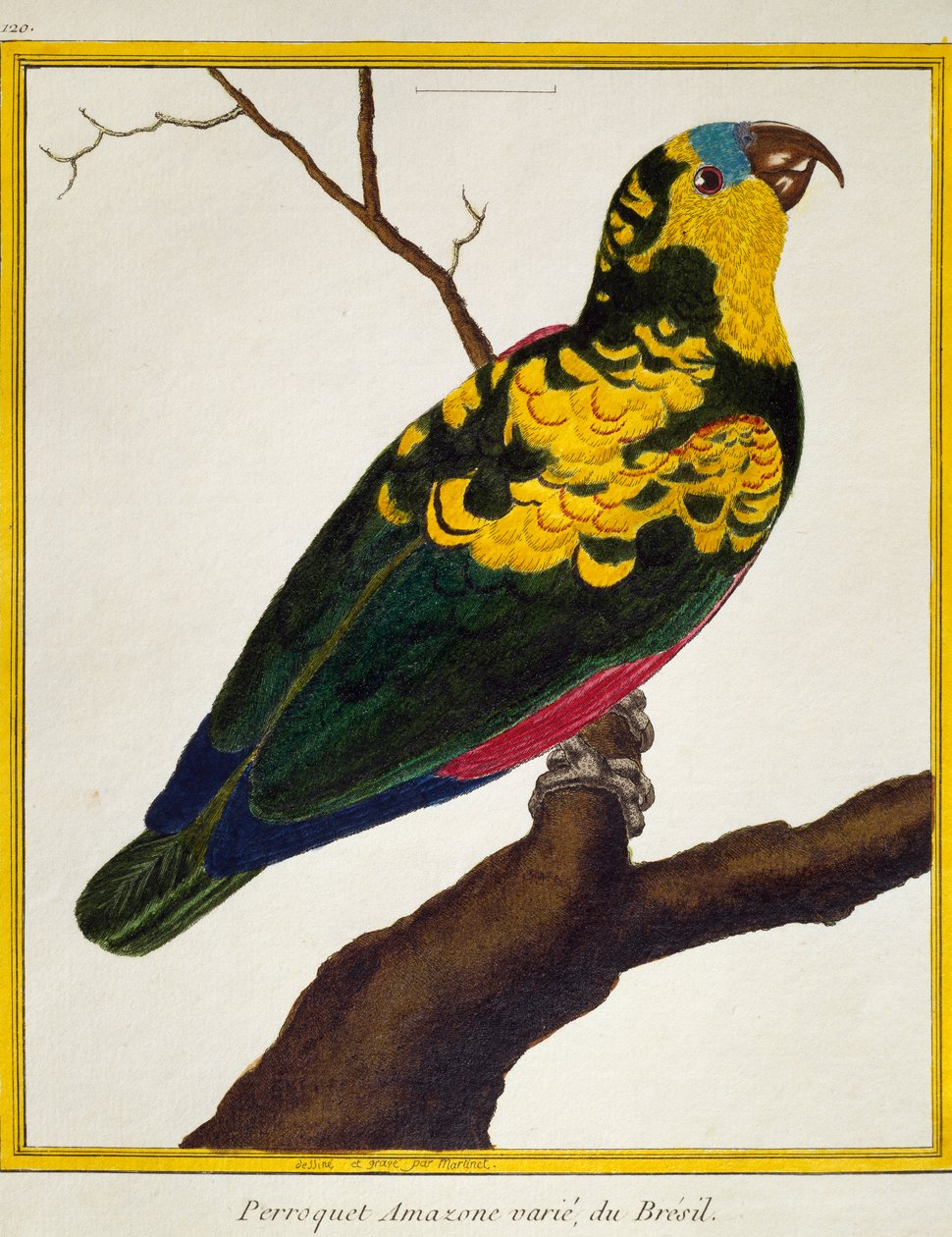 Blauwvoorhoofdpapegaai (Amazona aestiva), uit Histoire naturelle des oiseaux door Francois Nicolas Martinet