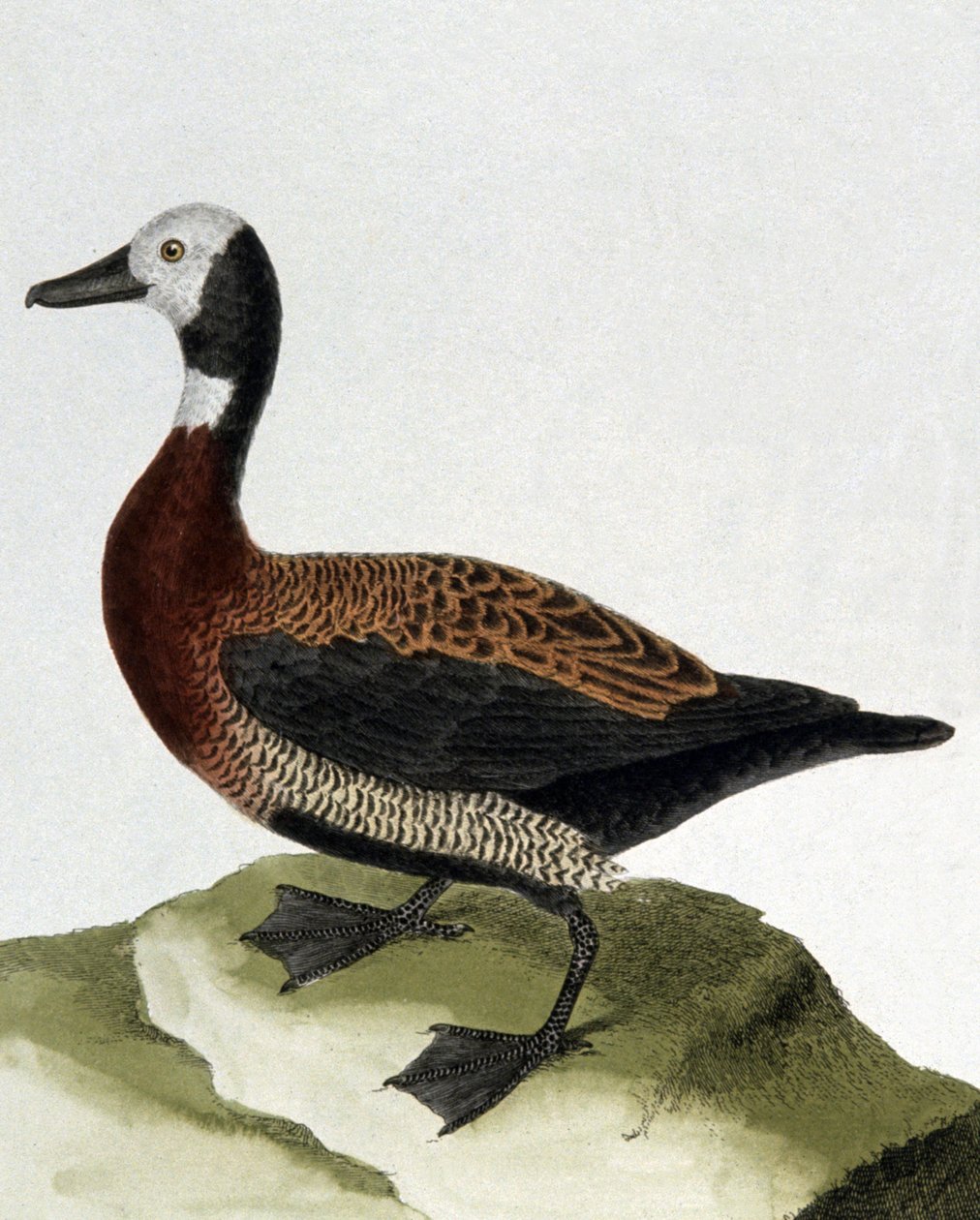 Eend van Maragnan door Francois Nicolas Martinet