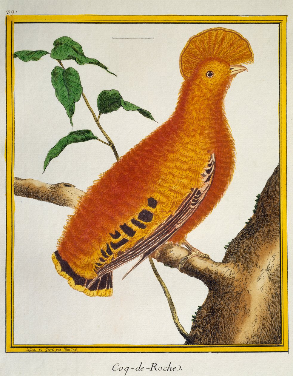 Guyaanse Rotshaan (Rupicola rupicola), uit Histoire naturelle des oiseaux door Francois Nicolas Martinet