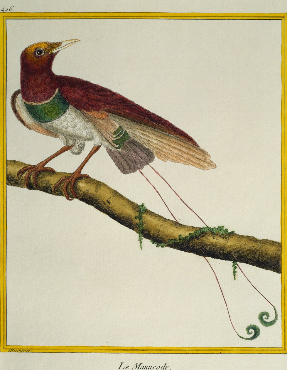 Koningsparadijsvogel, uit Histoire naturelle des oiseaux door Francois Nicolas Martinet