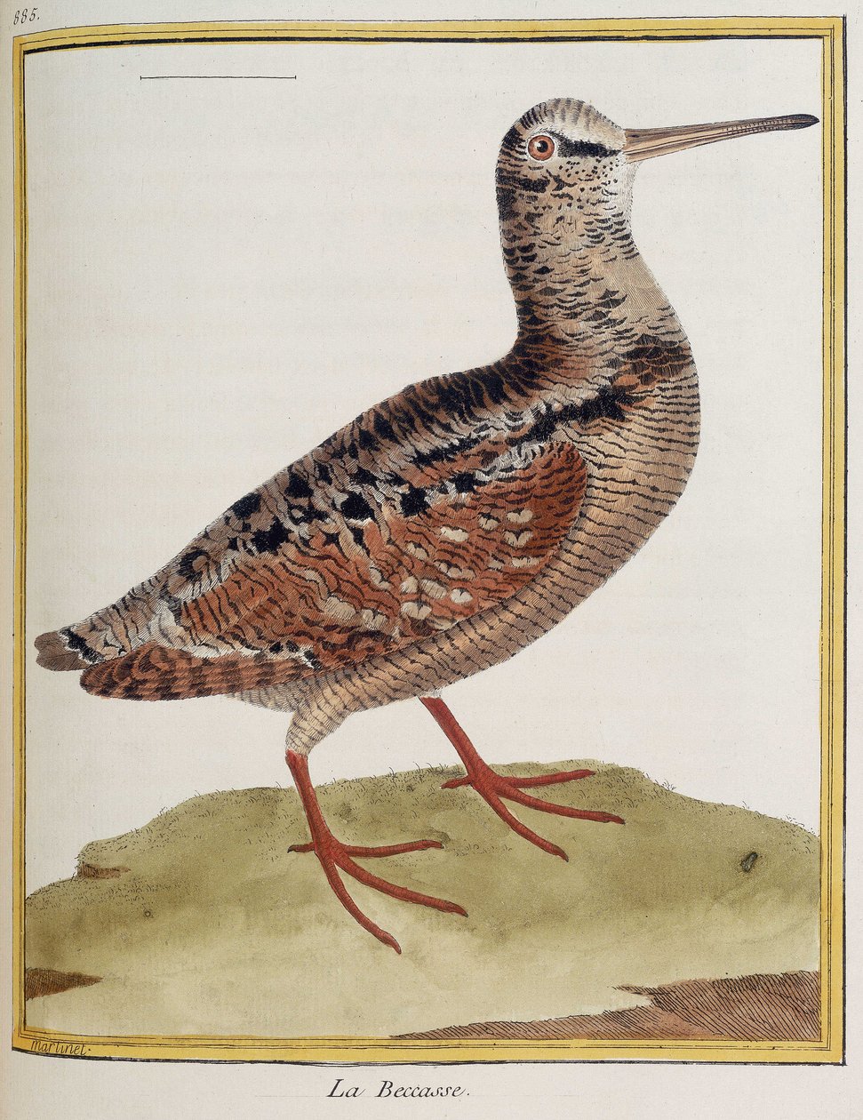 "La becasse", plaat 885 van zoölogie uit "Histoire des oiseaux" van François Nicolas Martinet door Francois Nicolas Martinet