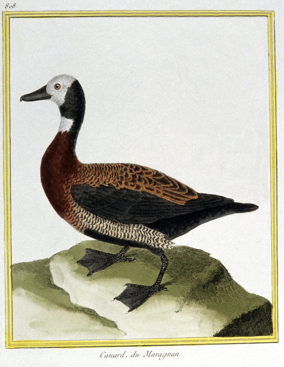 Wetenschap. Zoölogie. Euraziatische Smient. Gravure door Francois Nicolas Martinet in: Histoire naturelle des oiseaux, door Georges Louis Leclerc de Buffon, Frankrijk, ca. 1777 door Francois Nicolas Martinet