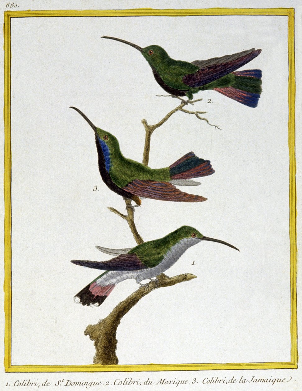 Wetenschap. Zoölogie. Kolibrie van Santo Domingo, Mexico en Jamaica. Gravure door Francois Nicolas Martinet in: Histoire naturelle des oiseaux, door Georges Louis Leclerc de Buffon, Frankrijk, c.1777 door Francois Nicolas Martinet
