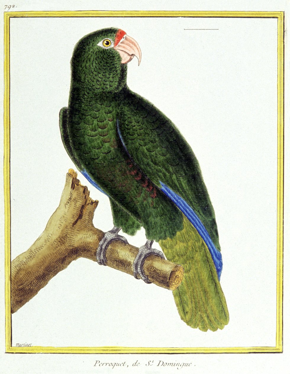 Wetenschap. Zoölogie. Papegaai van Santo Domingo. Gravure door Francois Nicolas Martinet in: Histoire naturelle des oiseaux, door Georges Louis Leclerc de Buffon, Frankrijk, ca. 1777 door Francois Nicolas Martinet