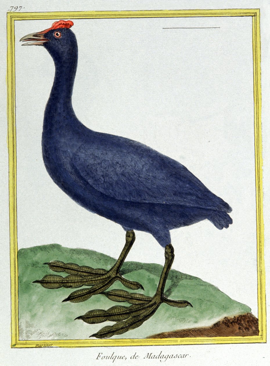 Wetenschap. Zoölogie. Rode knobbelhoen (van Madagaskar). Gravure door Francois Nicolas Martinet in: Histoire naturelle des oiseaux, door Georges Louis Leclerc de Buffon, Frankrijk, ca. 1777 door Francois Nicolas Martinet