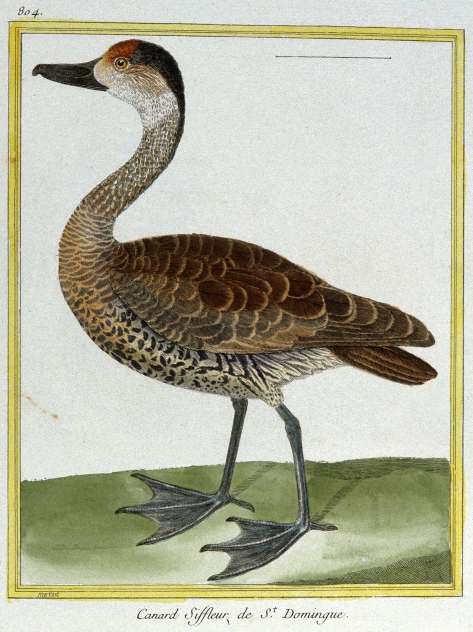 Wetenschap. Zoölogie. Smient van Santo Domingo. Gravure door François Nicolas Martinet in: Histoire naturelle des oiseaux, door Georges Louis Leclerc de Buffon, Frankrijk, ca. 1777 door Francois Nicolas Martinet
