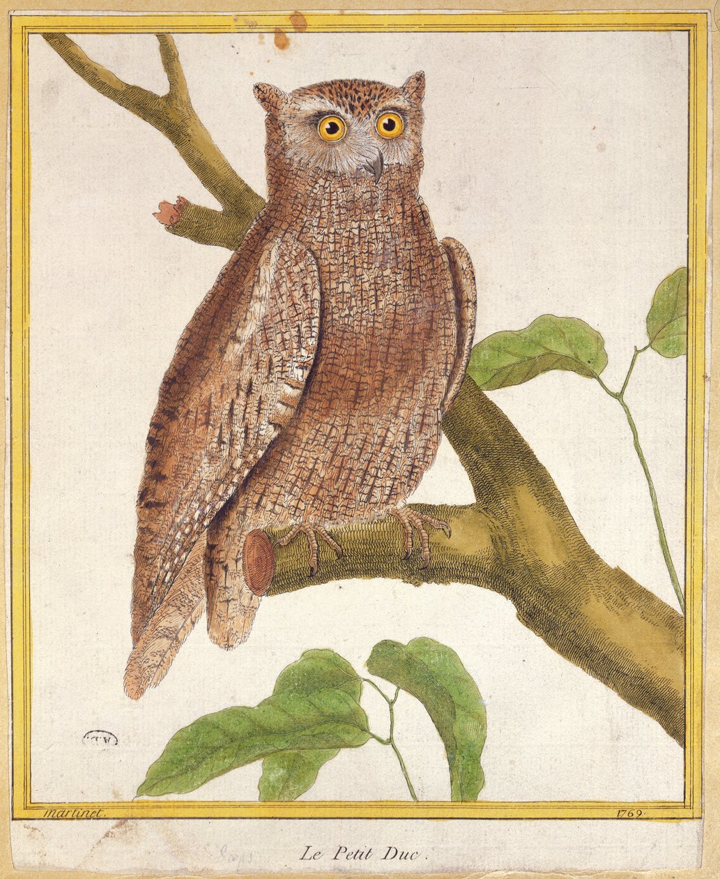 Dwergooruil, uit 