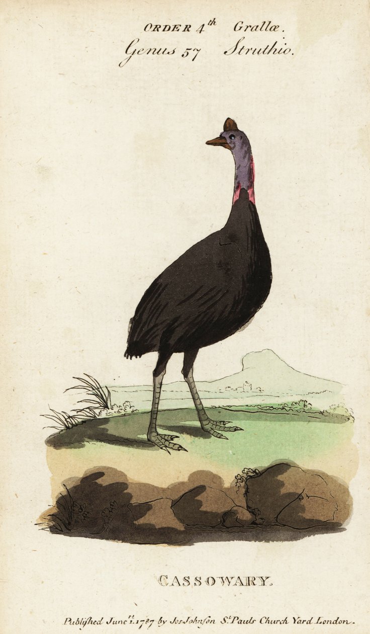 Zuidelijke kasuaris, Casuarius casuarius door Francois Nicolas Martinet