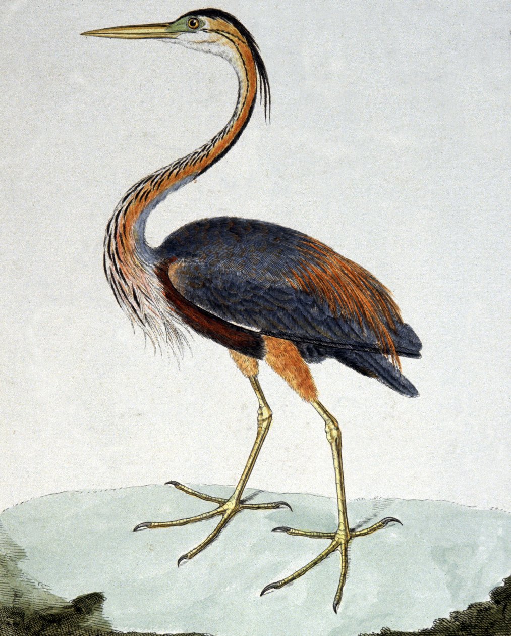 De Purperreiger door Francois Nicolas Martinet