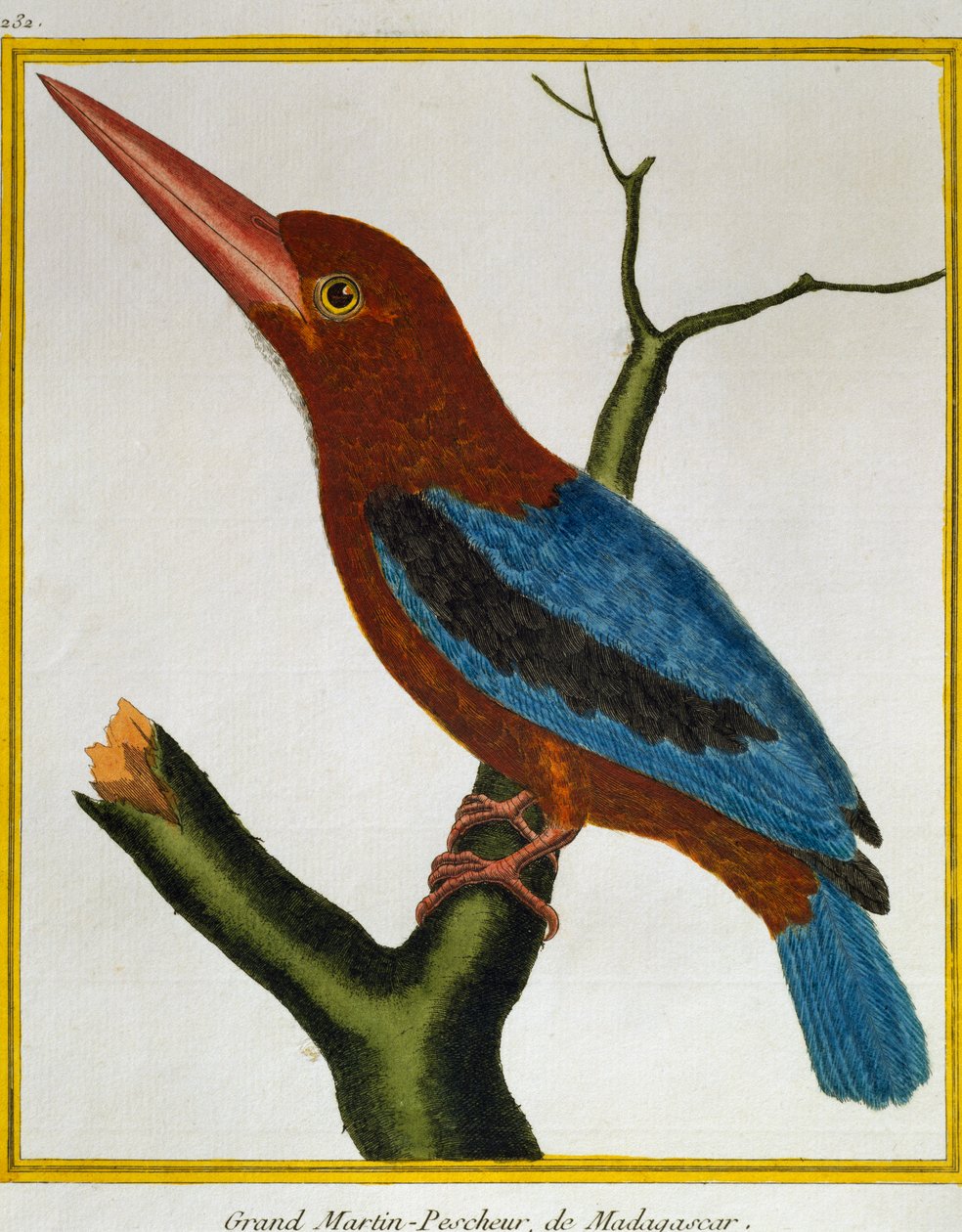 Witkeelijsvogel (Halcyon smyrnensis), uit Histoire naturelle des oiseaux door Francois Nicolas Martinet