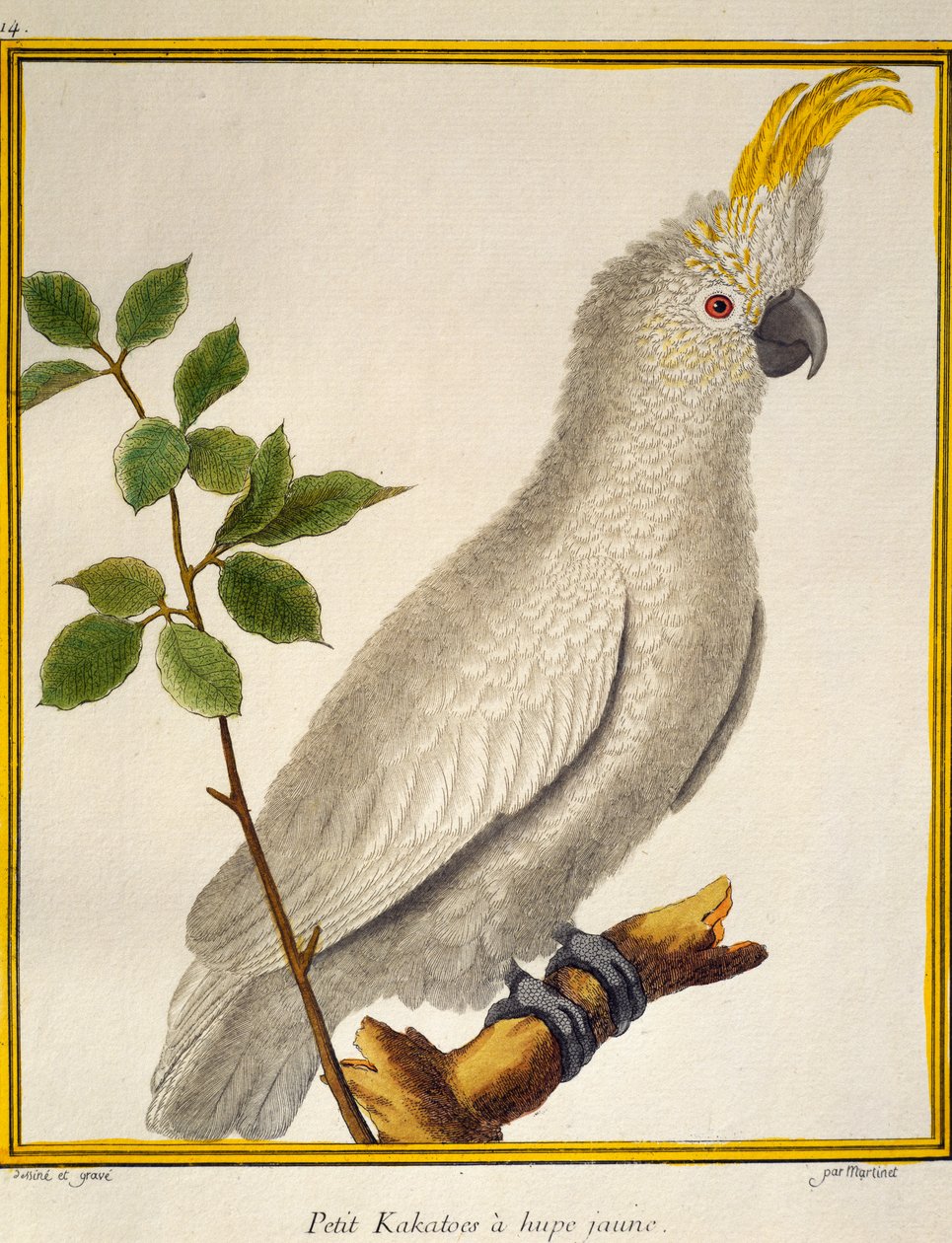 Geelkuifkaketoe (Cacatua sulphurea), uit Histoire naturelle des oiseaux door Francois Nicolas Martinet