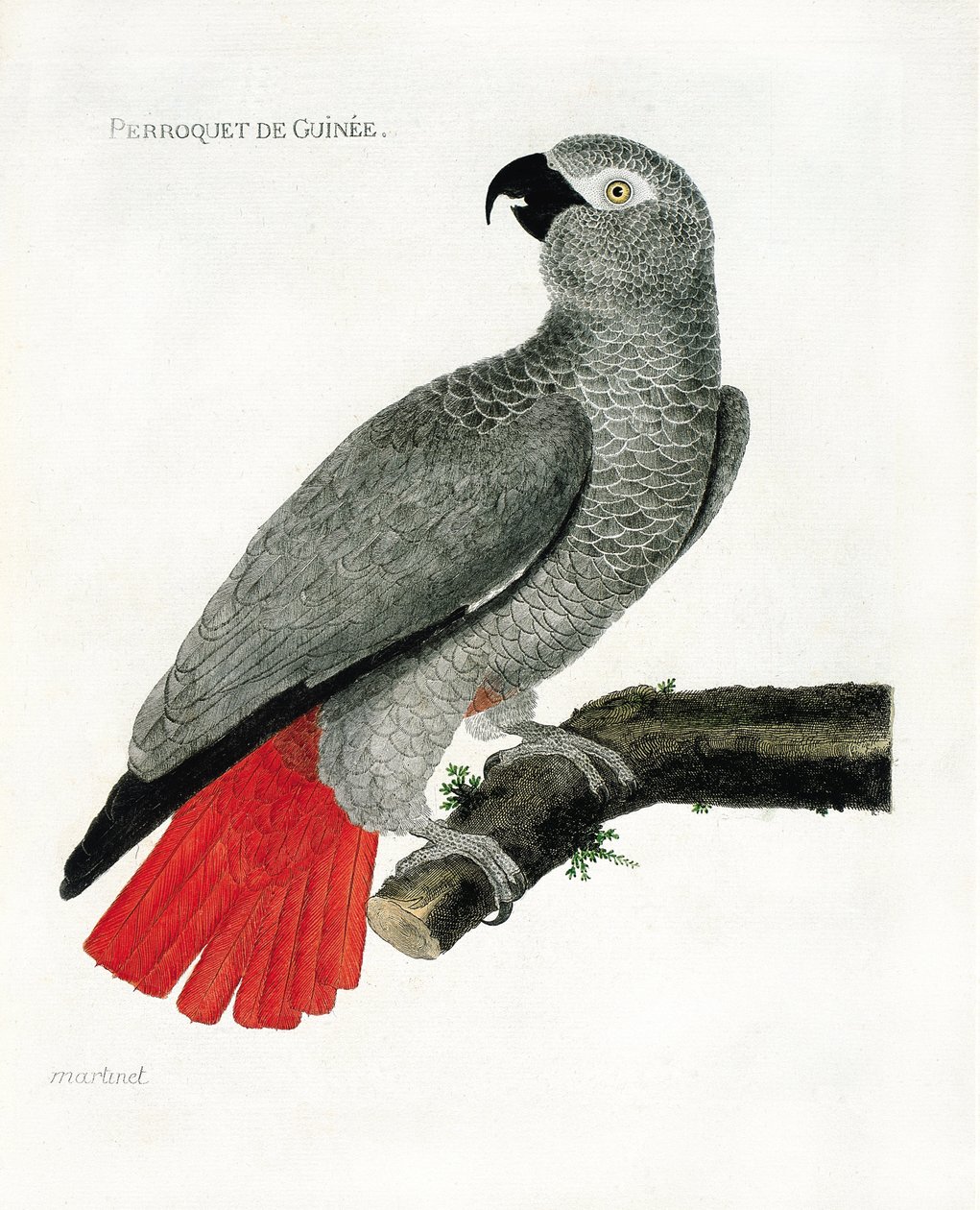 Zoo (ornithologie): De Guinee papegaai (grijze papegaai of psittacus erythacus) op een tak. Illustratie in 