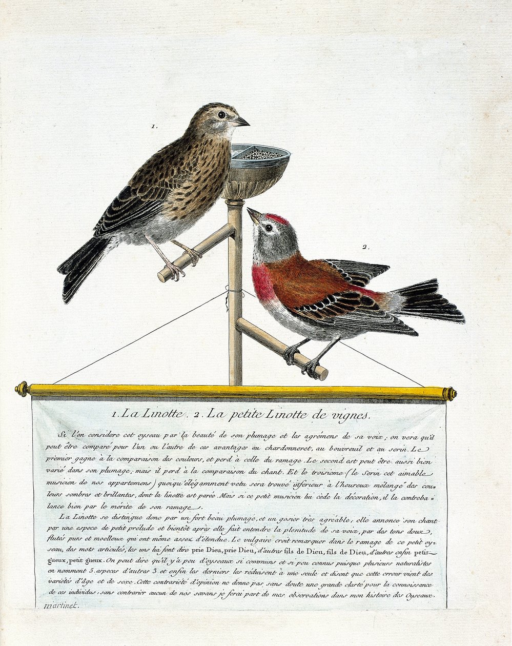 Zoologische kaart (ornithologie): van boven naar beneden: De kneu (melodieuze kneu) en de kleine kneu van de wijngaarden (carduelis cannabina) op een zitstok. Illustratie in 
