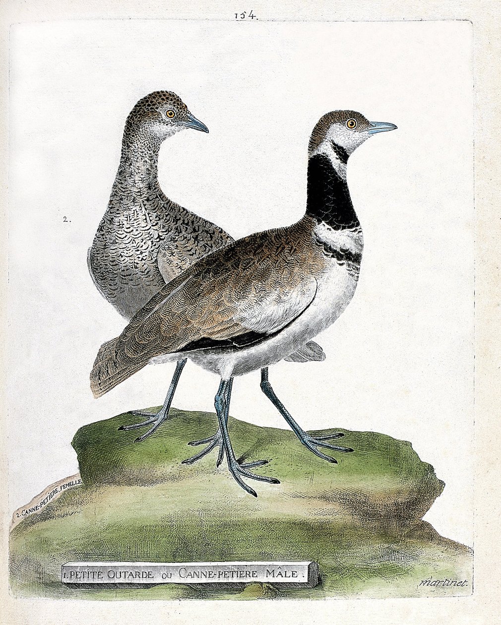 Zoologische kaart (ornithologie): vooraan: kleine trap of kleine mannelijke rietgors en achteraan: vrouwelijke kleine rietgors (canepetiere trap of tetrax tetrax). Illustratie in "De Geschiedenis van de Vogels, Geschilderd in Hun Verschijning en Gevoelige  door Francois Nicolas Martinet