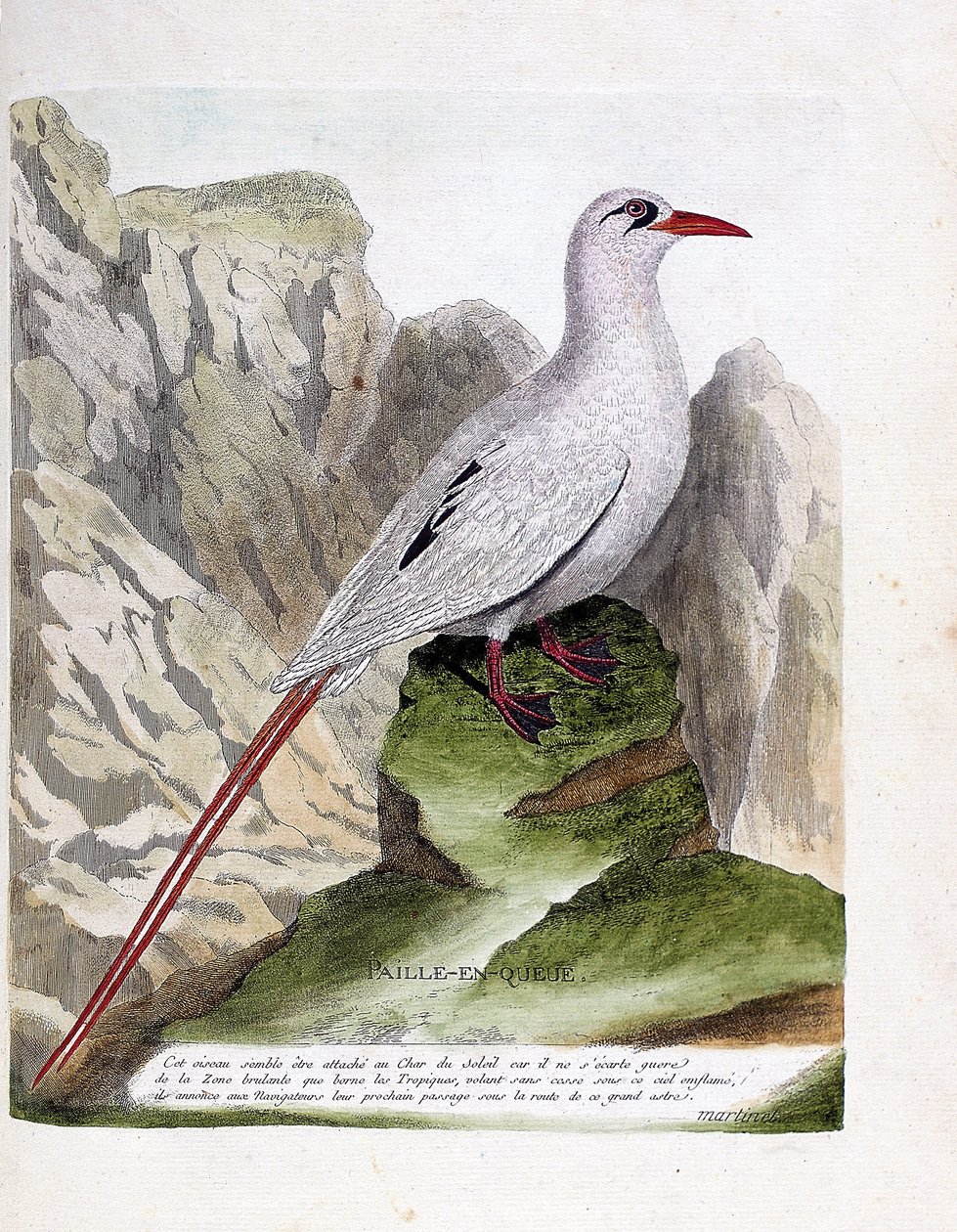Zoologische kaart (ornithologie): staartstro (staartstro of roodgestreepte phaeton of rubricauda). Illustratie in "De Geschiedenis van de Vogels, Geschilderd in Hun Verschijning en Gevoelige Aspecten" door Francois Nicolas Martinet (1731-1800). Privécollec door Francois Nicolas Martinet