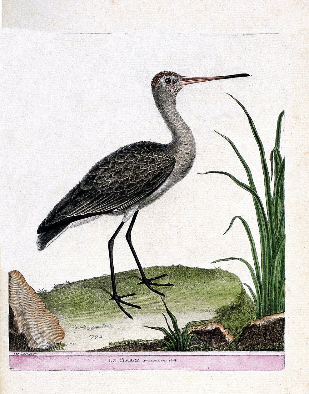 Zoologische kaart (ornithologie): zwarte ruiter (limosa limosa). Illustratie in 