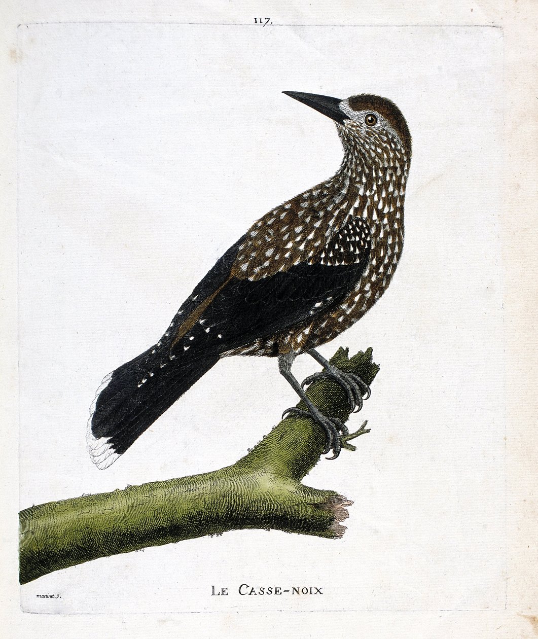 Zoologisch bord (ornithologie): de notenkraker (vliegende noot of nucifraga caryocatacts) op een tak. Illustratie in 