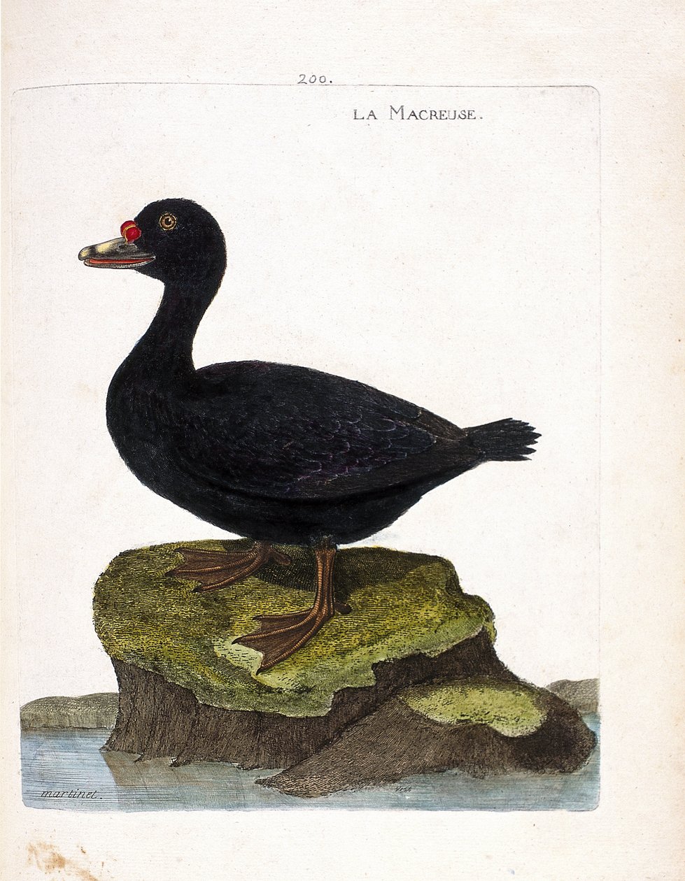 Zoologische kaart (ornithologie): de zwarte zee-eend (zwarte zee-eend of melanitta nigra). Illustratie in "De Geschiedenis van de Vogels, Geschilderd in Hun Verschijning en Gevoelige Aspecten" door Francois Nicolas Martinet (1731-1800). Privécollectie. door Francois Nicolas Martinet