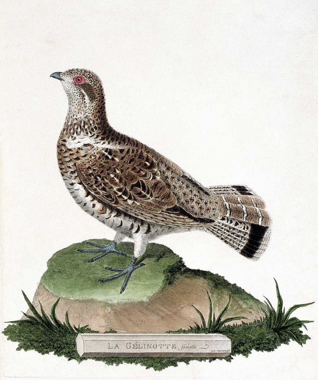 Zoologische kaart (ornithologie): Vrouwelijke gelinotte (bosgelinotte of bonasia bonasia). Illustratie in 