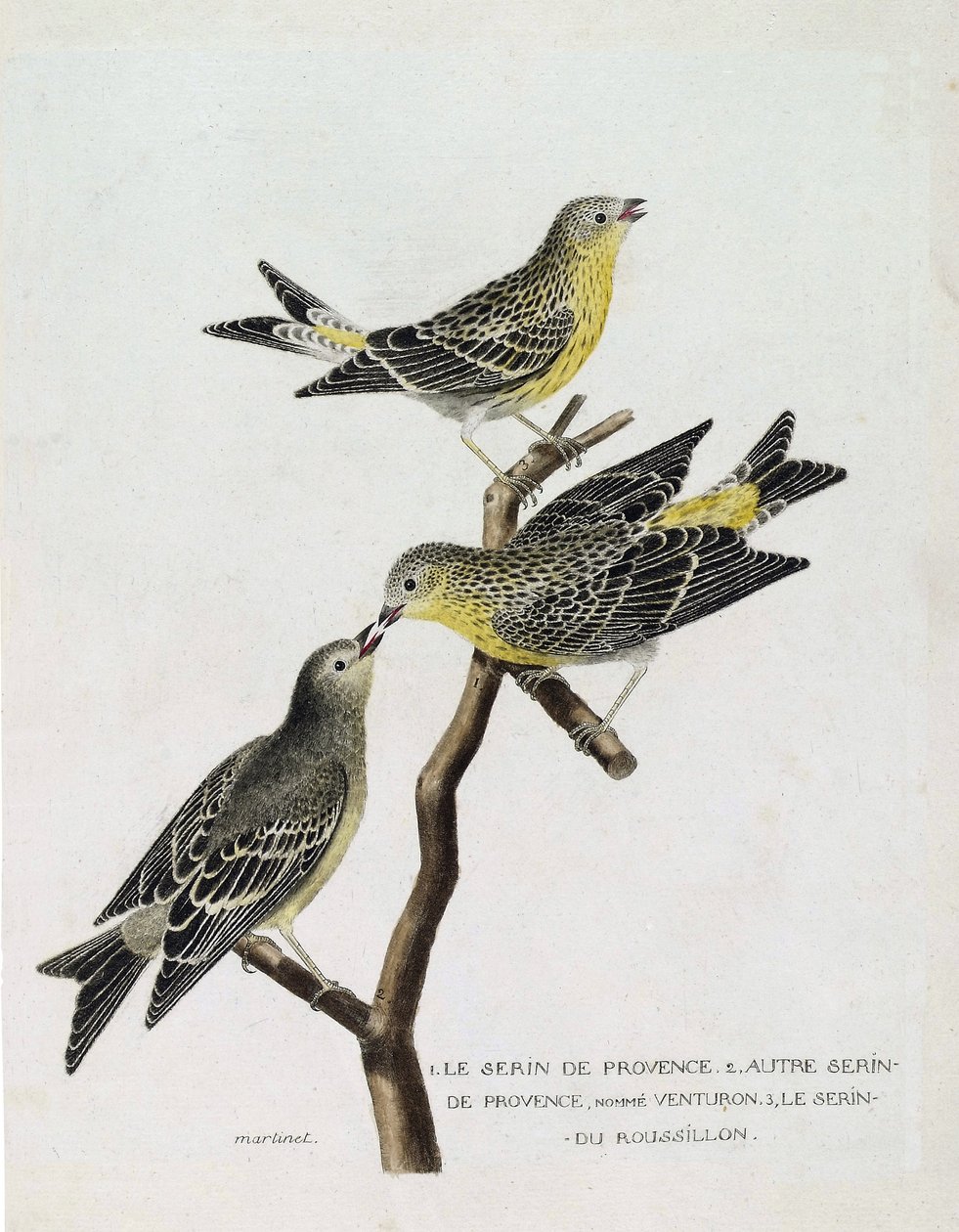 Zoologische kaart (ornithologie): Van boven naar beneden: serin du Roussillon (serin Cini of serinus serinus) op een tak, de serin de provence (venturon montagnard of serinus citrinella) en andere serin de provence. Illustratie in 