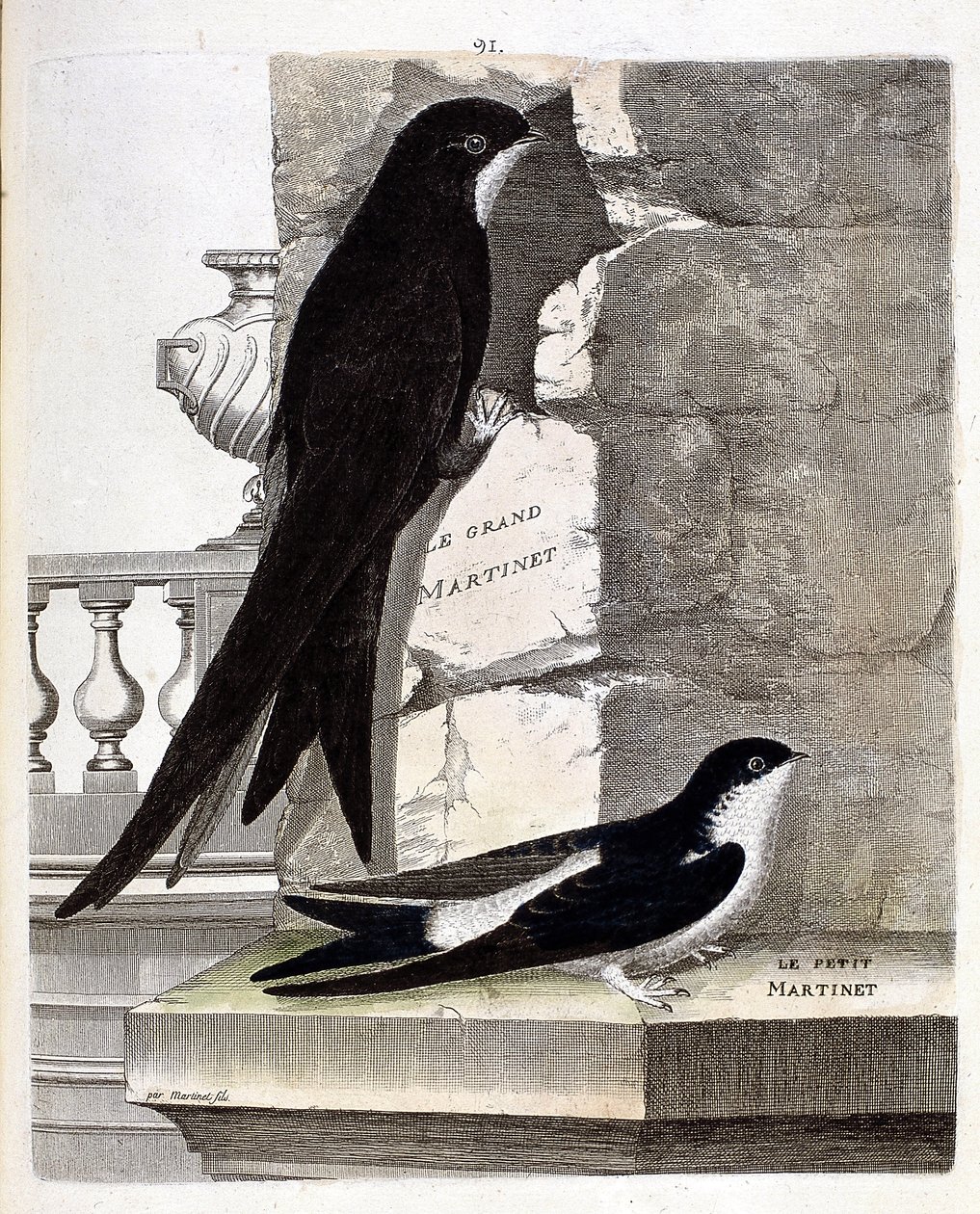 Zoologische kaart (ornithologie): Grote Gierzwaluw (Zwarte Gierzwaluw of apus apus) en Kleine Gierzwaluw (Raamzwaluw of Urbica Delichon). Illustratie in 