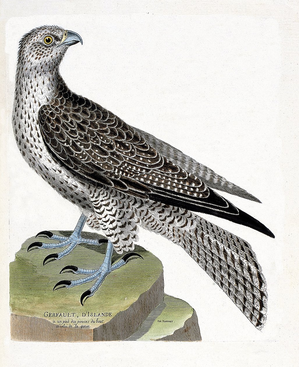 Zoologische kaart (ornithologie): IJslandse giervalk (giervalk of falco rusticolus). Illustratie in "De Geschiedenis van de Vogels, Geschilderd in Hun Verschijning en Gevoelige Aspecten" door Francois Nicolas Martinet (1731-1800). Privécollectie. door Francois Nicolas Martinet