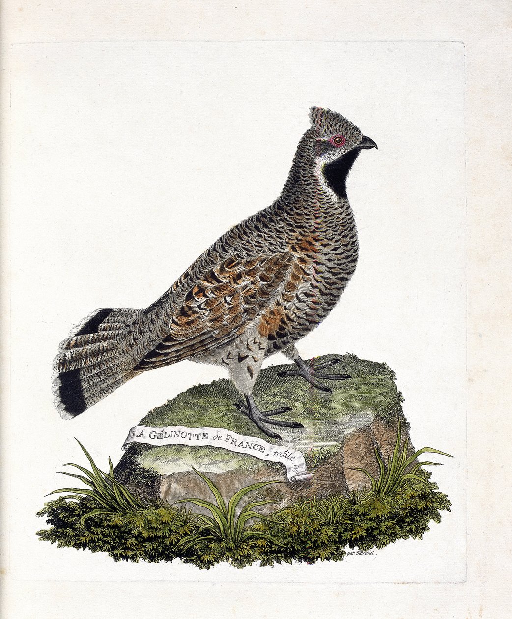 Zoologische kaart (ornithologie): La gelinotte de France mannetje (gelinotte des bois of bonasia bonasia). Illustratie in 