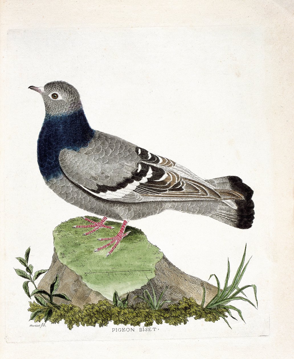 Zoologische kaart (ornithologie): Pigeon biset (Columbia livia). Illustratie in 